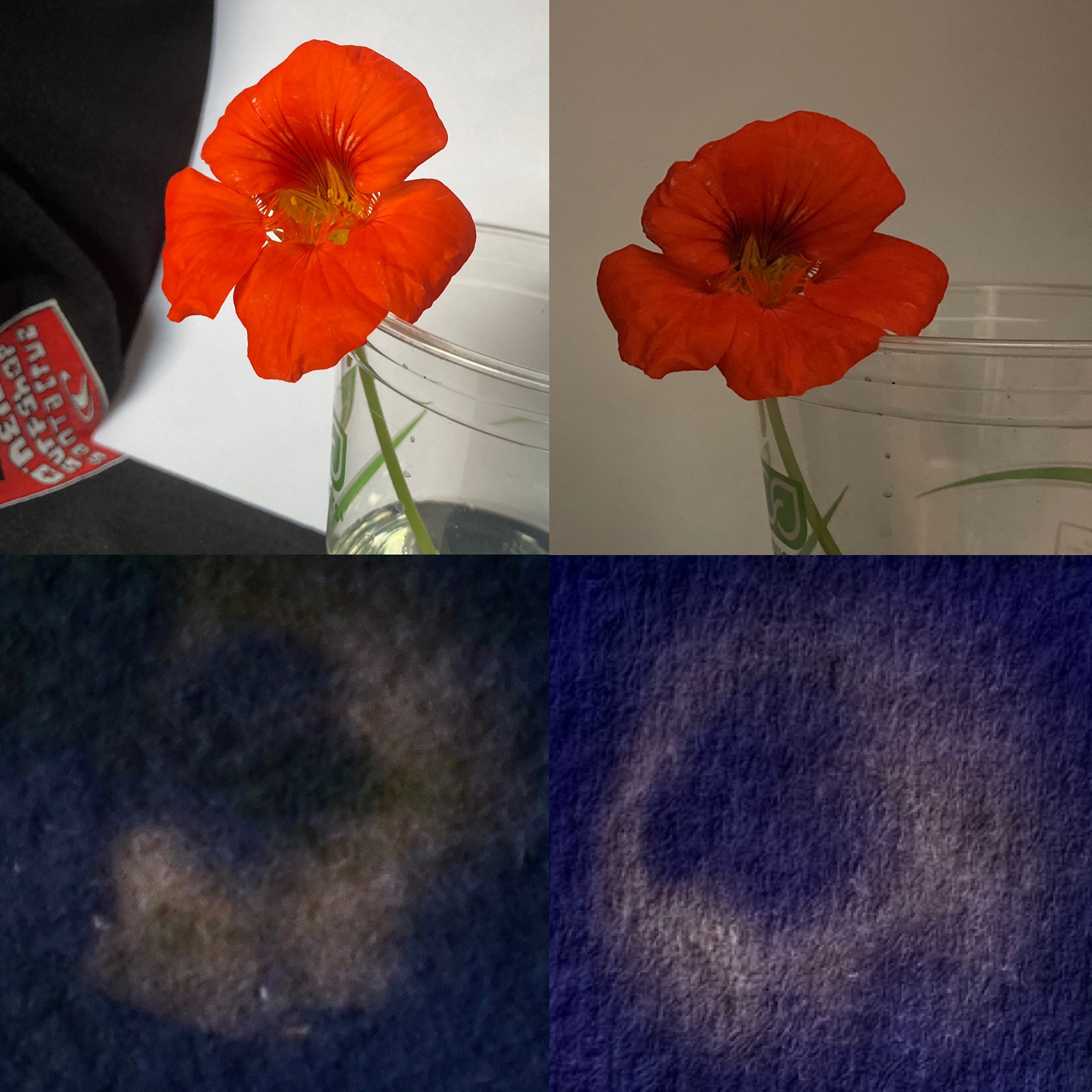 cyanotype camera cyanotype photo inverted amber