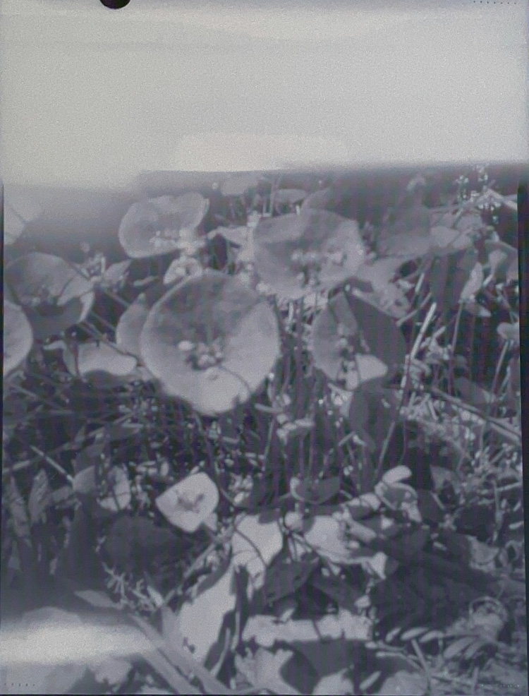 pinhole photo long exposure outdoor miner's lettuce