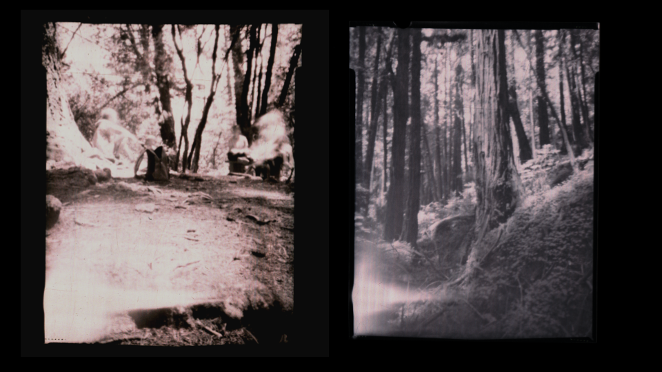 pinhole photo long exposure outdoor forest muir woods