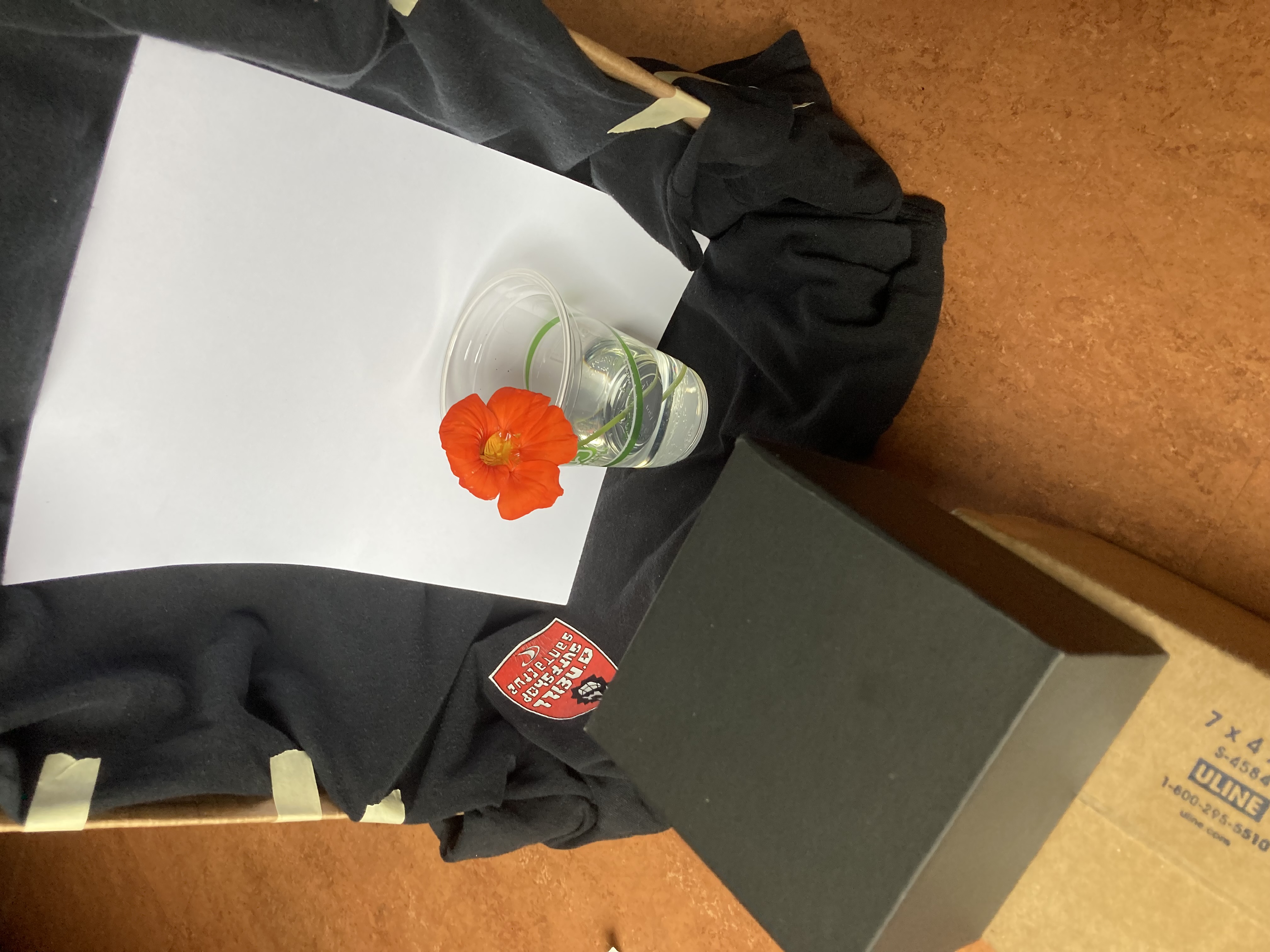 cyanotype camera cyanotype photo inverted amber